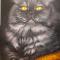 Le chat 1