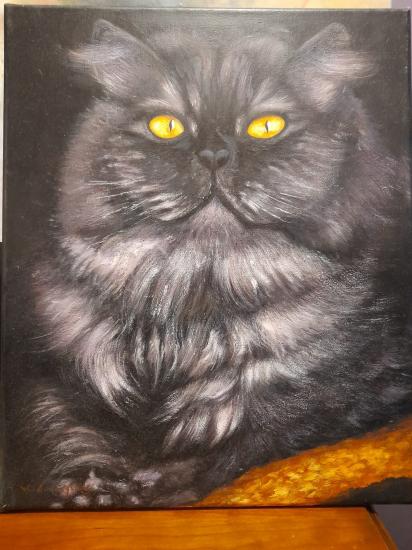 Le chat 1